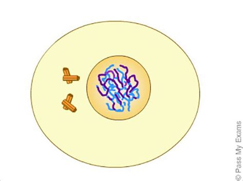 Meiosis, cell division animation - Pass My Exams: Easy exam revision notes for GSCE Biology