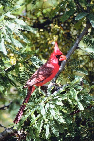 Red Cardinal Bird Habitat | Animals - mom.me