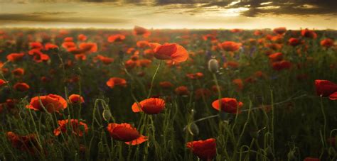 The Poppies of Flanders Fields