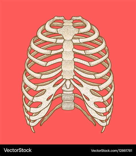 rib cage anatomy