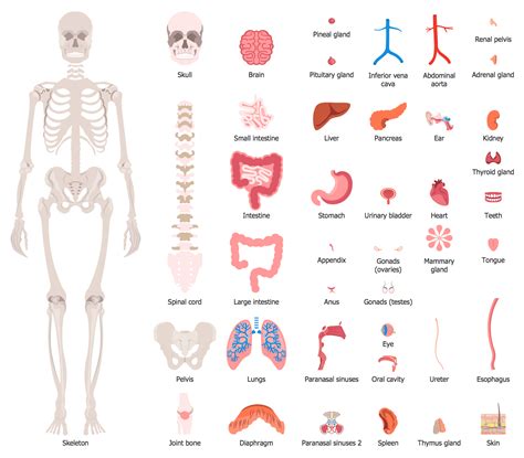 Human Body Organs Simple