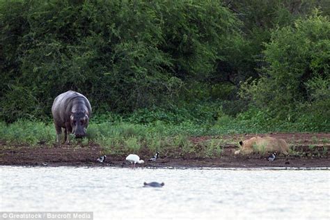 Hippo vs Lion 1 – BlackSportsOnline