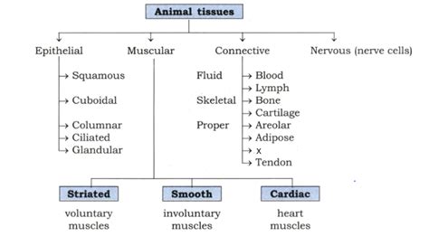 Animal Tissue Flow Chart