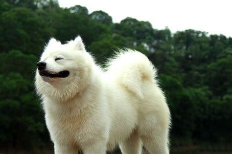 Giant Samoyed Puppies