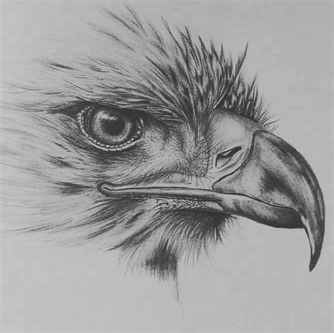 √ Bird Sketches Pencil