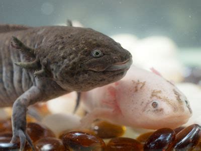 Axolotl Tank Mates - Aquariumia