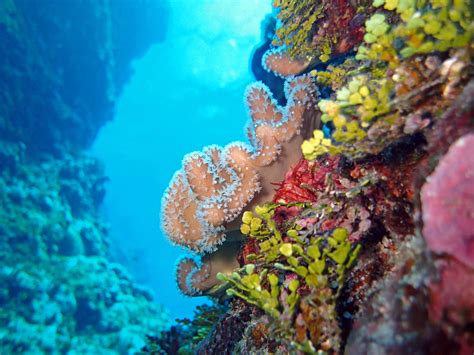 Coral Health and Threats in the Pacific Islands | NOAA Fisheries