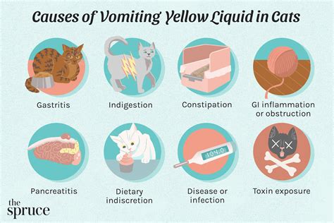 Why Is My Cat Throwing Up Yellow Liquid?