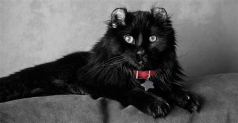 Black Cat Breeds | Petfinder | Grey cat breeds, Black cat breeds, Cat breeds