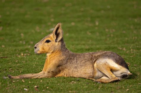 Patagonian Mara - A-Z Animals