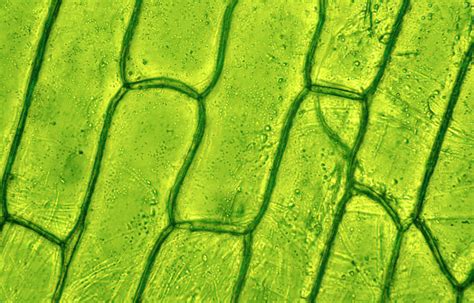 Plant Cells Under An Electron Microscope