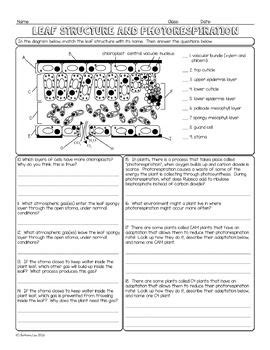 Leaf Structure and Photorespiration Biology Homework Worksheet | Homework worksheets, Biology ...