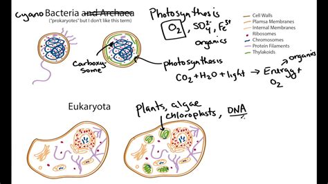 Photosynthetic Cell Structure: Cyanobacteria and Algae (geobiology) - YouTube