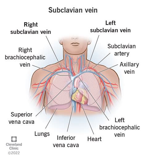 Subclavian Vein Heart