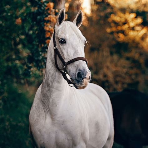 8 Beautiful White Horse Breeds You Should Know | Strathorn Farm Stables