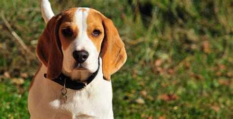 Beagle Breed Guide (Lifespan, Size & Characteristics)