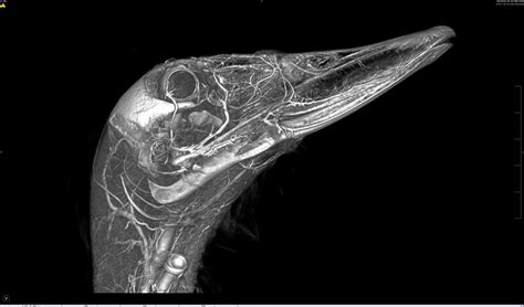 Domestic Duck Leg Anatomy | Fundly