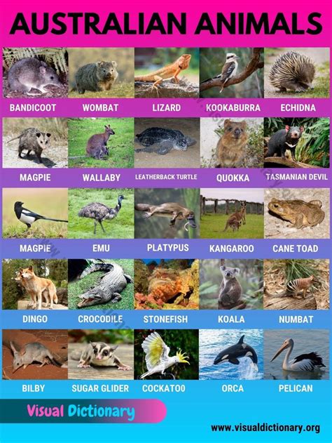 Australian Animals: List of 30 Famous Animals in Australia - Visual Dictionary | Australia ...