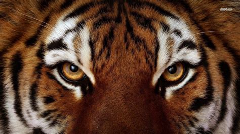 tiger pictures to download, 1366x768 (386 kB) | Tiger photography, Animals wild, Tiger face