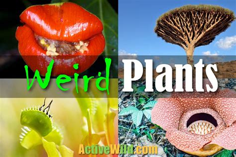 Weird Plants List, Pictures & Facts: Strange Plants From Around The World