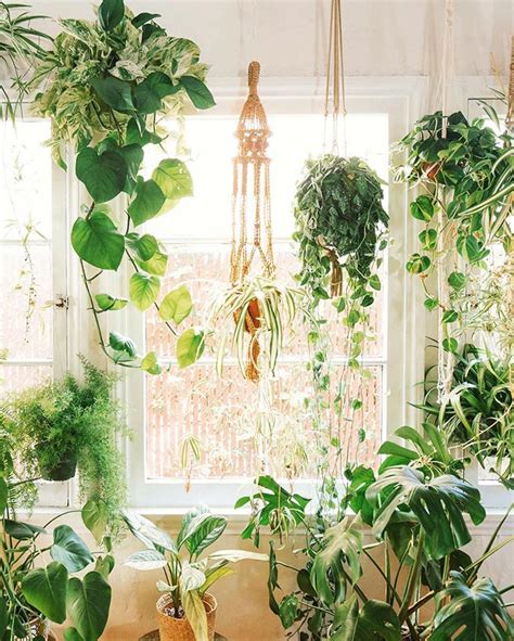 The Best 9 Indoor Hanging Plants Even A Beginner Won't Kill | Posh Pennies