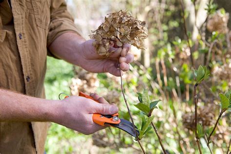 How to prune a hydrangea in spring | Growing hydrangeas, Pruning hydrangeas, Garden care