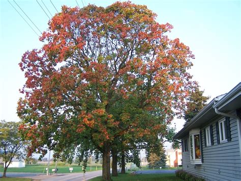 My favorite Buckeye Tree in the fall | Buckeye tree, Buckeye, Garden