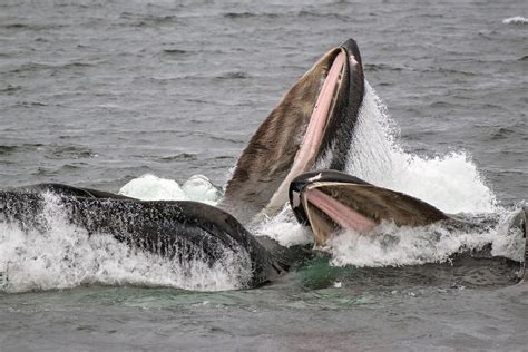 Humpback Whale Eating Fish