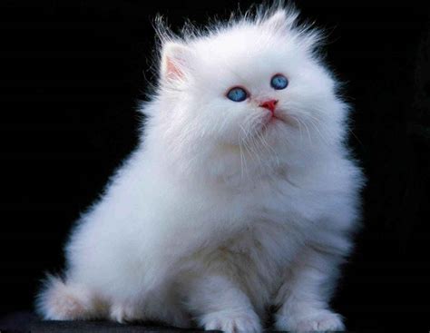 List of White Cat Breeds With Pictures