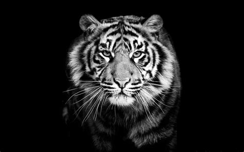 Black and White Tiger Wallpaper (60+ images)