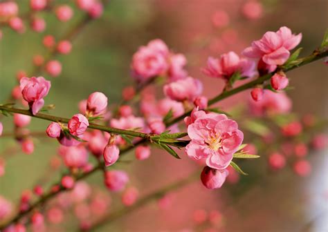 Cherry Blossoms Wallpapers - Wallpaper Cave