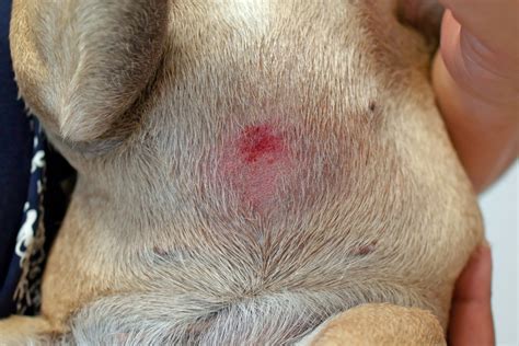 Dog belly rash? Causes and treatment options