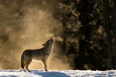 Yellowstone | Classic Howling Coyote in the Mist