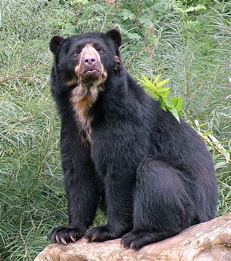 Spectacled Bear Free Photo Download | FreeImages