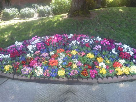 Fall & Winter Flower Beds - Landscape Makeover | Folsom & Sacramento