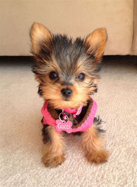 Mini Yorkie Terrier - Photos All Recommendation