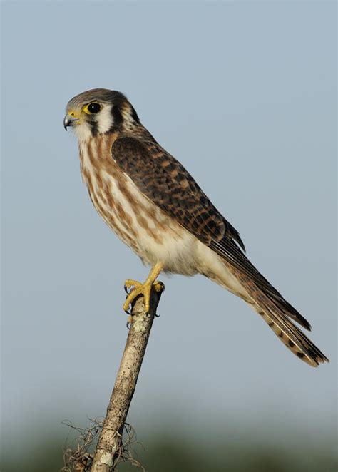 American Kestrel Female Perched Photograph by Bradford Martin - Fine Art America