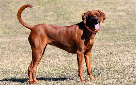 Redbone Coonhound Hunting