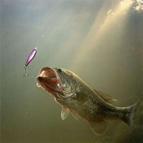 🔥 [50+] Fishing Lure Wallpapers | WallpaperSafari