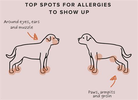 The pet parent’s guide to dog allergies - Waggle Mail