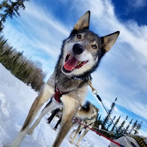 Alaskan Husky Sled Dog Tour - Just Short of Magic