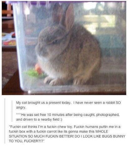 Angry bunnyyy : r/tumblr