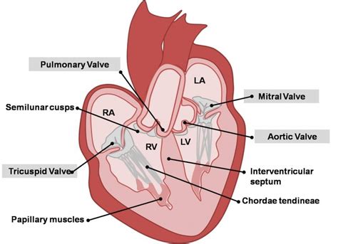 BIO401 - Cardiovascular | Heart Valves Diagram | Quizlet