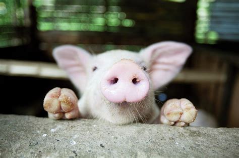 A Baby Pig In Its Pen Photograph by Design Pics / Deddeda | Fine Art America