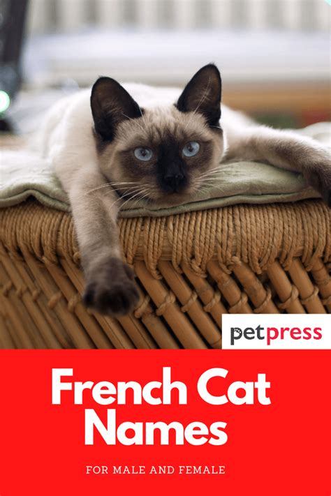 Best 500 French Cat Names for Male and Female Kittens