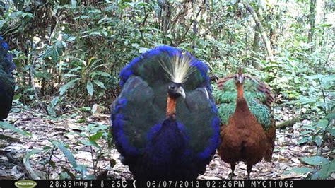 Secretive forest species such as giant ground pangolins and Congo peafowl revealed by camera ...