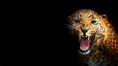 Black Cheetah Wallpaper (69+ images)