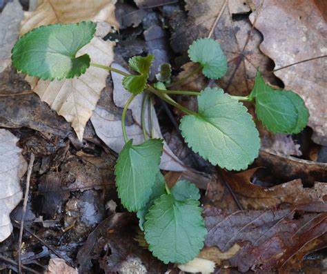 Crenate leaf margins | Identify that Plant