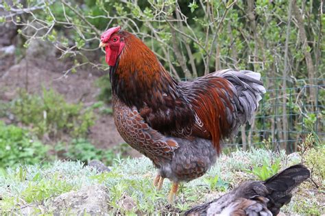 The 20 Best Chicken Breeds for Meat