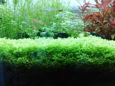 Updates on the Iwagumi : r/PlantedTank